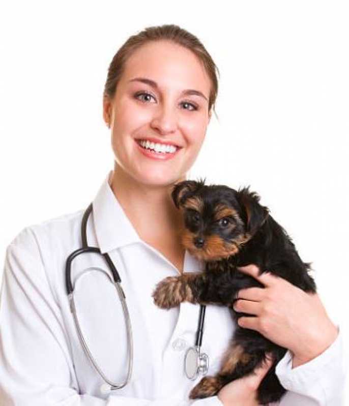 Cirurgia de Castração para Cachorro Marcar Monte Mor - Cirurgia de Emergência para Animais