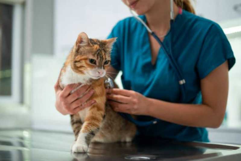Cirurgia de Castração para Gato Clínicas Hortolândia - Cirurgia de Emergência para Animais