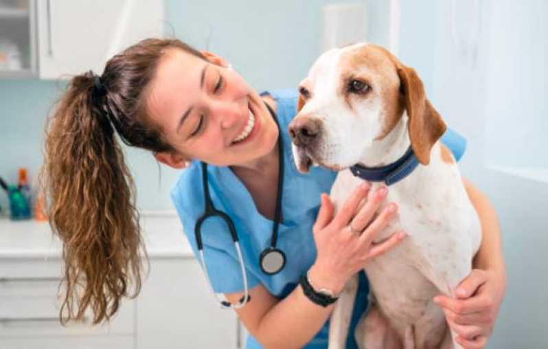 Cirurgia de Emergência para Animais Marcar Itu - Cirurgia de Castração para Cachorro