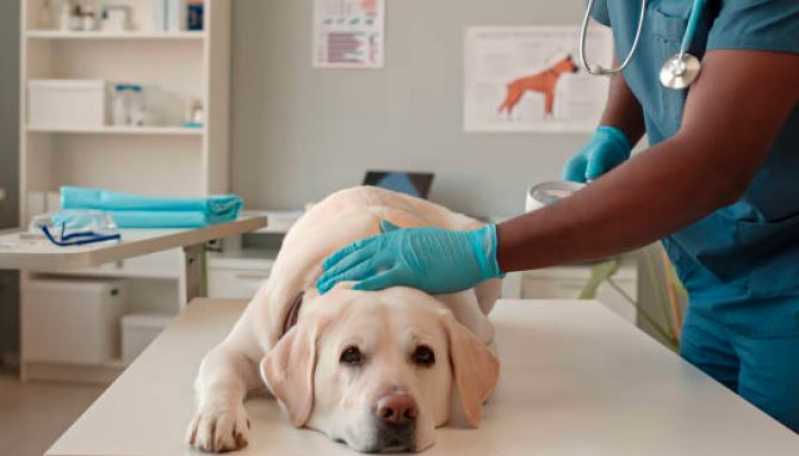 Cirurgia de Emergência para Animais Louveira - Cirurgia de Castração para Cachorro