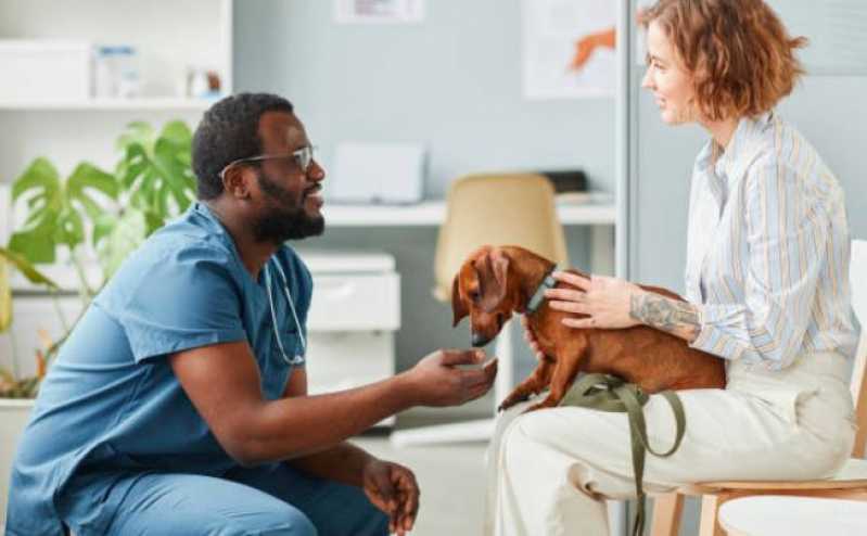 Cirurgia em Animais Clínicas Americana - Cirurgia para Cachorros de Pequeno Porte