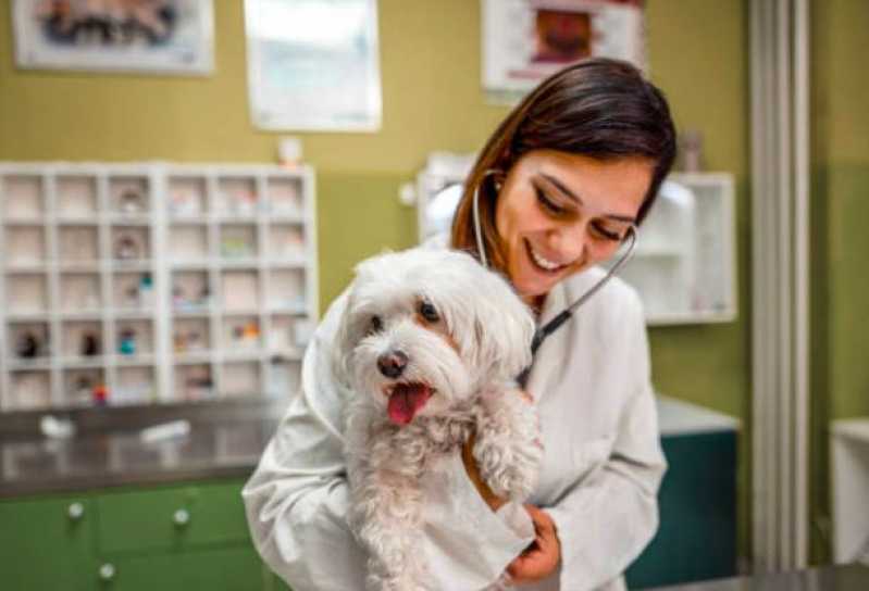 Cirurgia em Animais Marcar Tietê - Cirurgia para Cachorros de Pequeno Porte