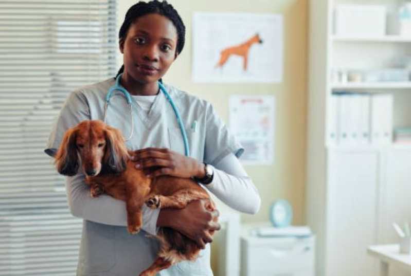 Cirurgia Ortopédica para Cachorro Itatiba - Cirurgia de Emergência para Animais