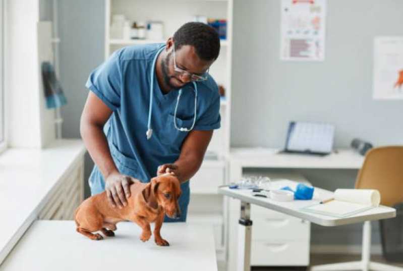 Cirurgia para Cachorros de Pequeno Porte Capela - Cirurgia Ortopédica em Cachorro