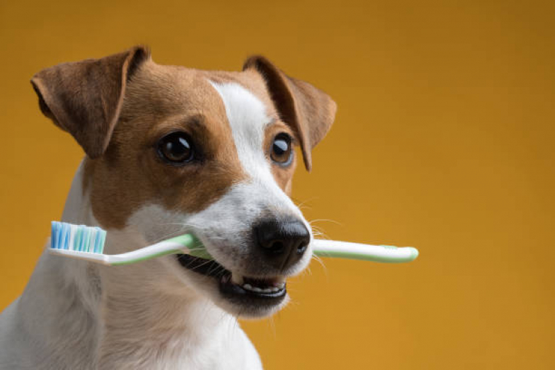 Clínica de Limpeza de Dente Cachorro  Santa Bárbara DOeste - Limpeza dos Dentes do Cachorro