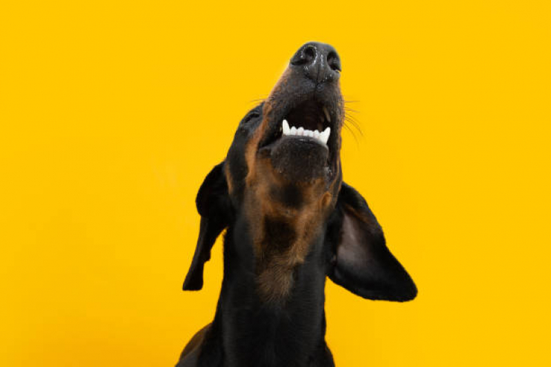 Clínica de Limpeza de Dente de Cachorro Salto - Limpeza dos Dentes Cachorro