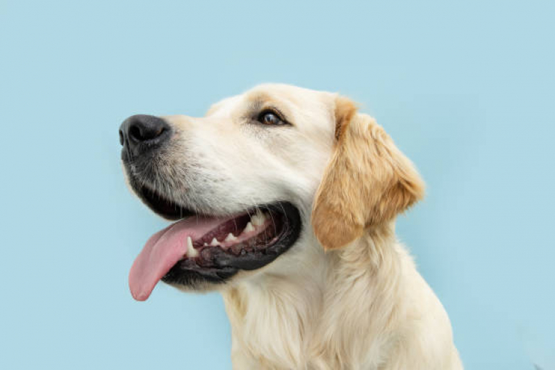 Clínica de Limpeza de Dente em Cachorro Dois Córregos - Limpeza dos Dentes Cachorro
