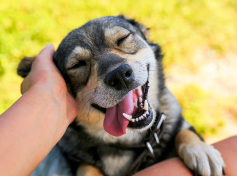 Clínica de Limpeza de Dente para Cachorro Mogi Mirim - Limpeza Dente Cachorro