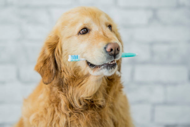 Clínica de Limpeza Dente Cachorro Amparo - Limpeza Dente Cachorro
