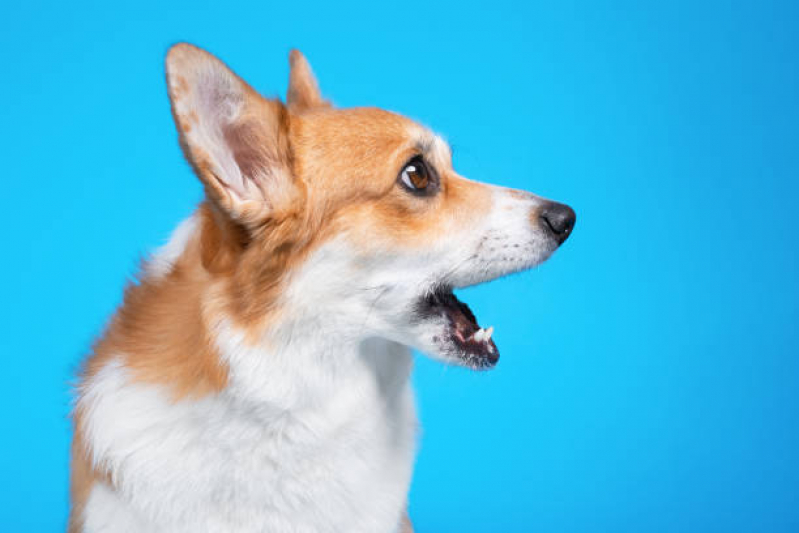 Clínica de Limpeza dos Dentes do Cachorro Altos Morumbi - Limpeza dos Dentes do Cachorro