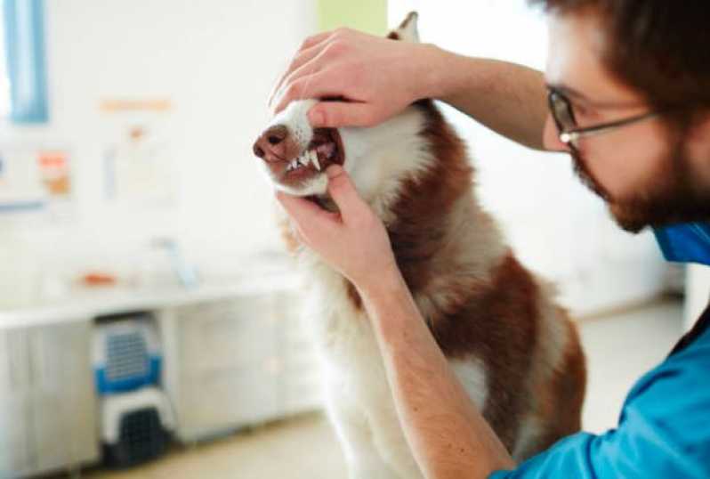 Clínica Especializada em Odontologia Domiciliar para Cães e Gatos Centro - Odontologia para Animais Exóticos