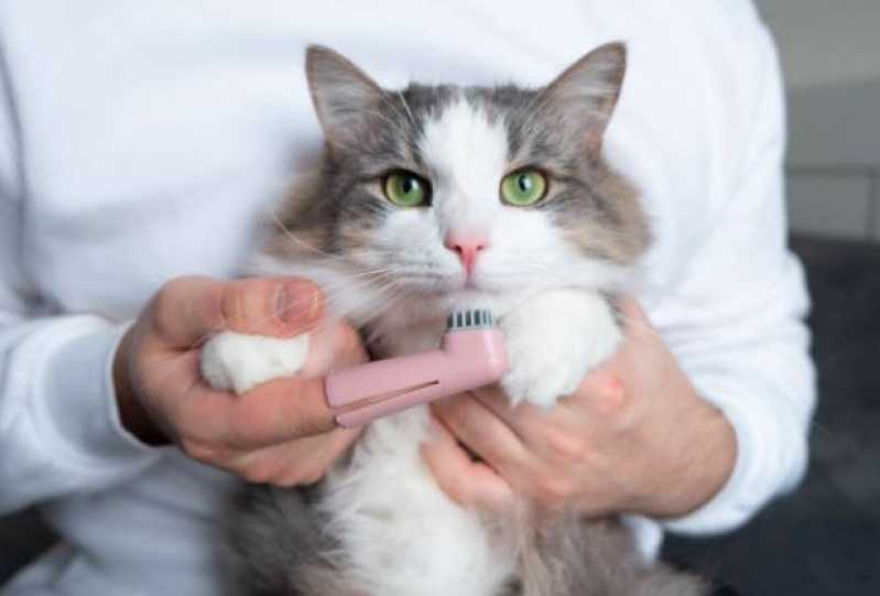 Clínica Especializada em Odontologia Felina Itu - Odontologia para Animais Silvestres
