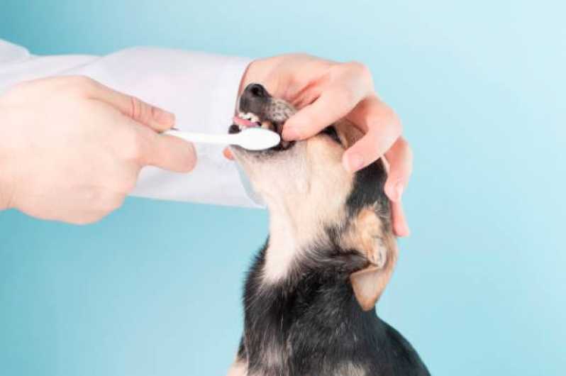 Clínica Especializada em Odontologia para Cachorro  Mogi Guaçu - Odontologia Felina