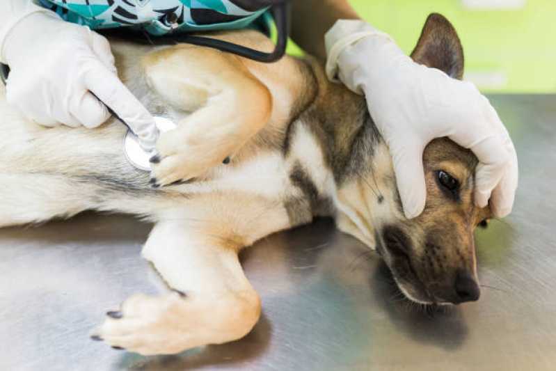 Clínica Especializada em Oncologia Animal Altos Morumbi - Oncologia de Cachorro