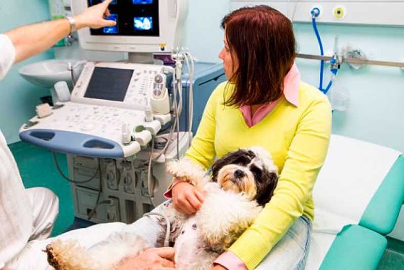 Clínica Especializada em Oncologia para Cachorro Jaguariúna - Oncologia para Cachorro
