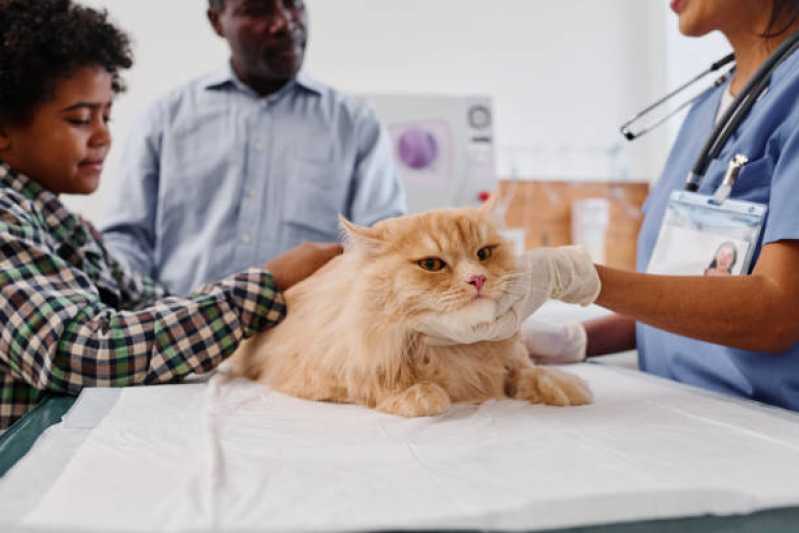 Clínica Especializada em Oncologia para Cães e Gatos Sitio Recreio dos Cafezais - Oncologia de Animais