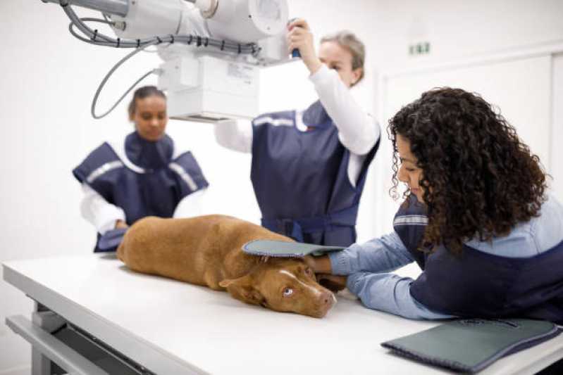 Clínica Especializada em Ortopedia para Animais de Pequeno Porte Jardim Paiquere - Ortopedia para Animais de Pequeno Porte