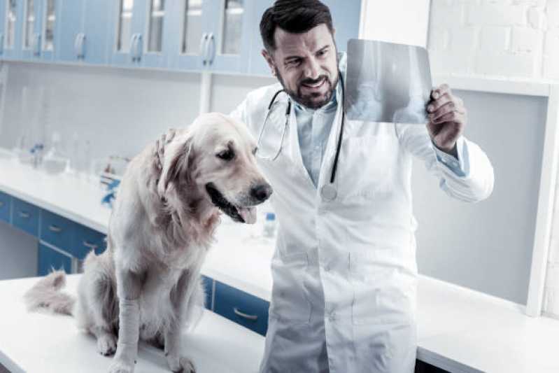 Clínica Especializada em Ortopedista para Cachorro  Limeira - Ortopedia para Cachorro Campinas