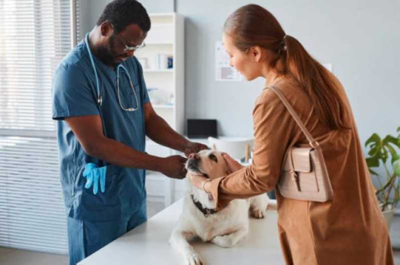 Clínica Que Faz Cirurgia em Animais de Pequeno Porte Arthur Nogueira - Cirurgia de Castração para Cachorro