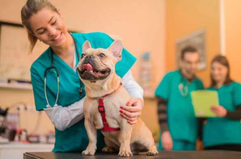 Clínica Que Faz Cirurgia para Cachorros de Pequeno Porte Jaguariúna - Cirurgia para Cachorros de Pequeno Porte