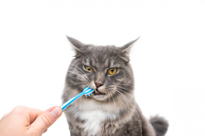 Clínica Que Faz Limpeza de Dente nos Gatos  Mogi Guaçu - Limpeza dos Dentes de Gato