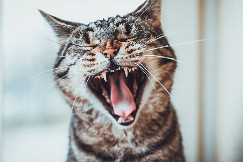 Clínica Que Faz Limpeza de Dentes de Gato  Hortolândia - Limpeza de Tártaro Gatos