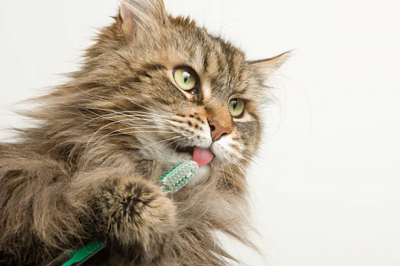 Clínica Que Faz Limpeza de Tártaro Gatos Americana - Limpeza dos Dentes de Gato
