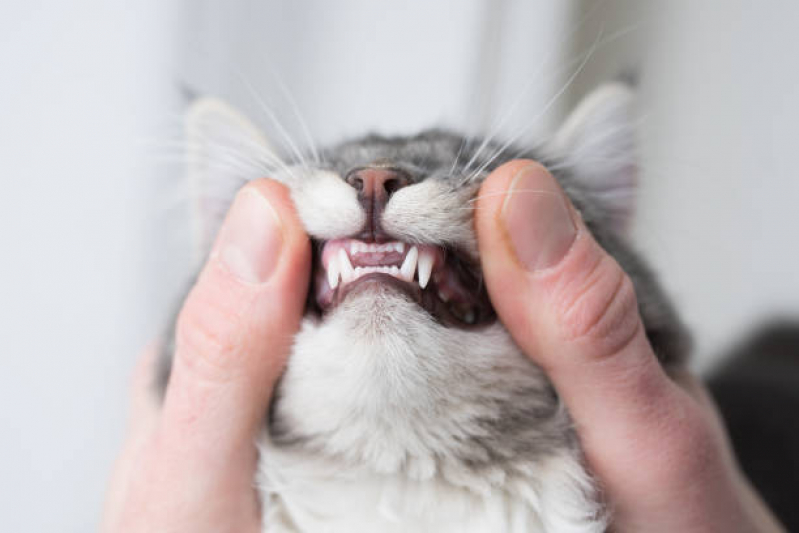 Clínica Que Faz Limpeza Periodontal para Gatos Pedreira - Limpeza Dente de Gato