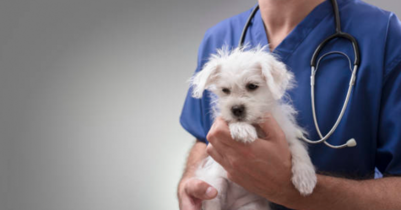 Clínica Veterinária Cães Mogi Mirim - Clínica Veterinária para Gatos