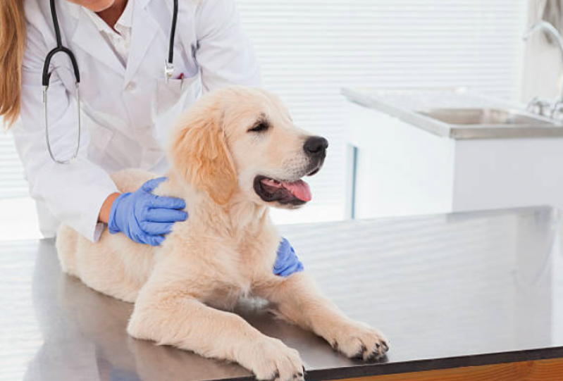 Clínica Veterinária para Cachorros Telefone Amparo - Clínica Veterinária