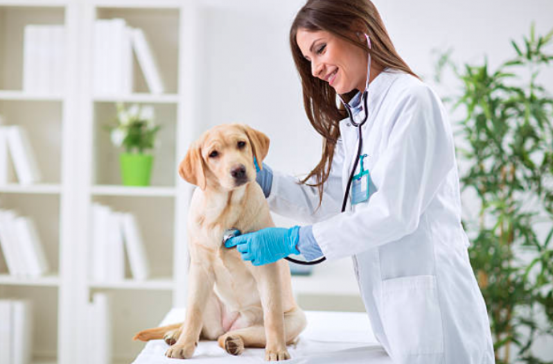 Contato de Clínica Veterinária Cães Itu - Clínica Veterinária para Gatos