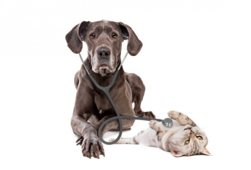 Contato de Clínica Veterinária Gatos Arthur Nogueira - Clínica Veterinária para Cães