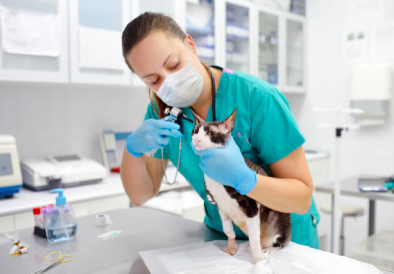 Endereço de Clínica Veterinária para Gatos Salto - Clínica Veterinária para Gatos