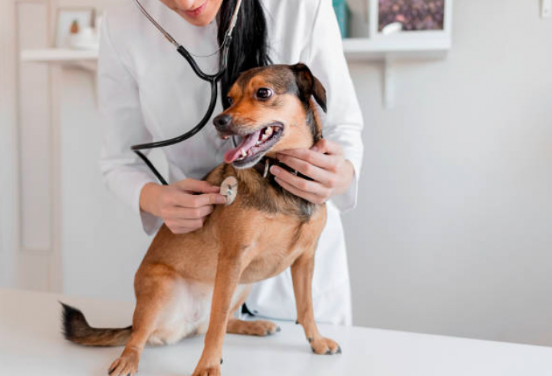 Endereço de Hospital Veterinario Cães e Gatos Pedreira - Hospital Veterinario Perto de Mim