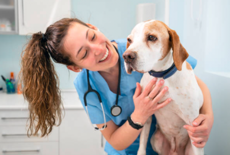 Hospital Veterinario Cães e Gatos 24h Sitio Recreio dos Cafezais - Hospital Veterinario