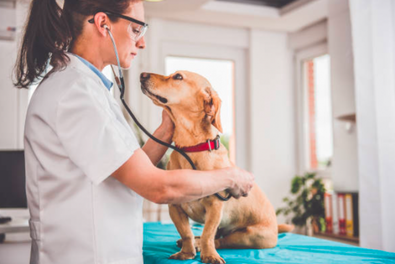 Hospital Veterinario Cães e Gatos Contato Sumaré - Hospital Veterinario Perto de Mim