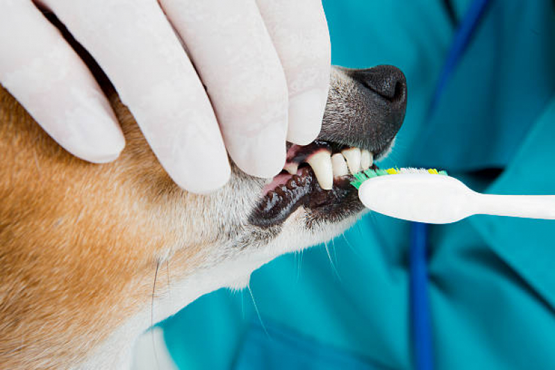 Limpeza de Dente Cachorro Agendar Paulinia - Limpeza de Dente em Cachorro