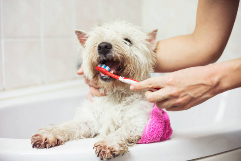 Limpeza de Dente em Cachorro Agendar Hortolândia - Limpeza dos Dentes de Cachorro