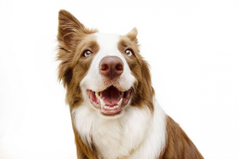 Limpeza de Dente em Cachorro Louveira - Limpeza dos Dentes de Cachorro