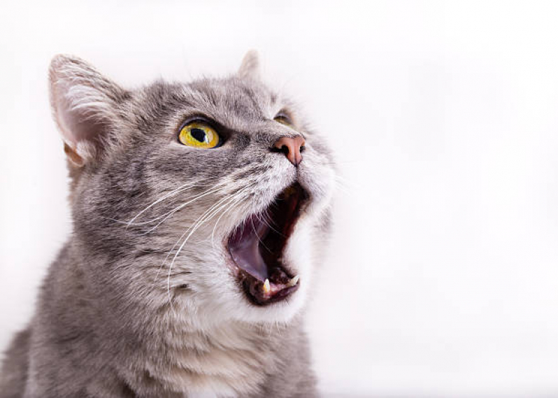 Limpeza de Dente nos Gatos  Hortolândia - Limpeza de Tártaro em Gatos