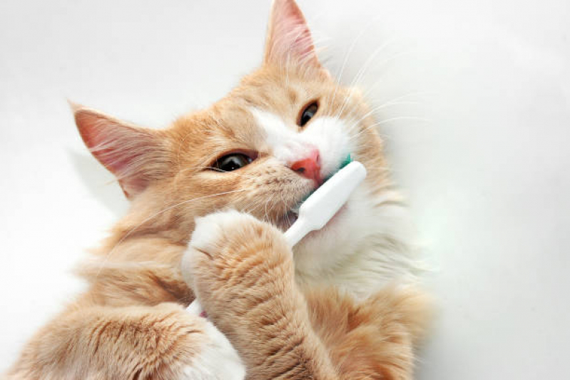 Limpeza de Dentes de Gato Chácara Silvania - Limpeza de Tártaro Gatos
