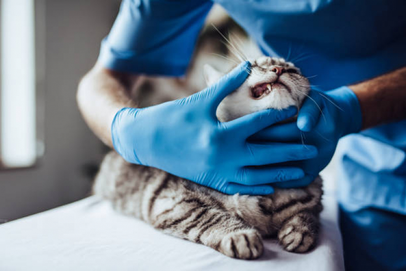 Limpeza de Dentes em Gatos Marcar Atibaia - Limpeza de Dentes de Gato