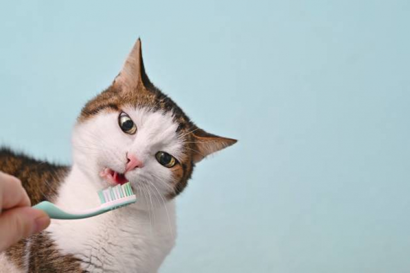 Limpeza de Dentes em Gatos Vale do Itamaracá - Limpeza Dente de Gato