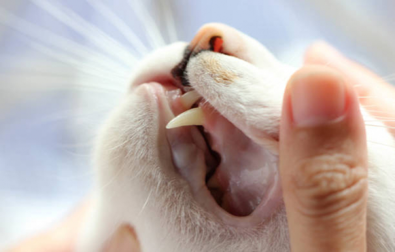 Limpeza de Dentes Gatos Marcar  Santa Bárbara DOeste - Limpeza de Dentes de Gato