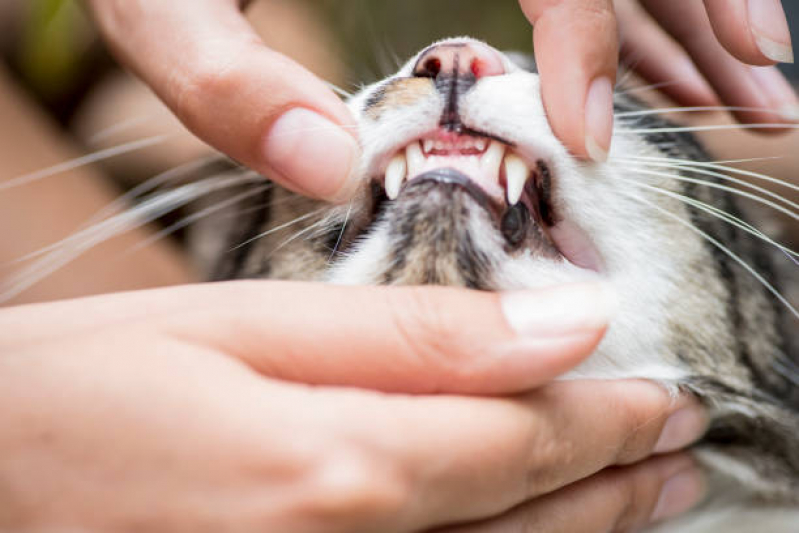Limpeza de Tártaro em Gatos Agendar Arthur Nogueira - Limpeza de Dentes Gatos