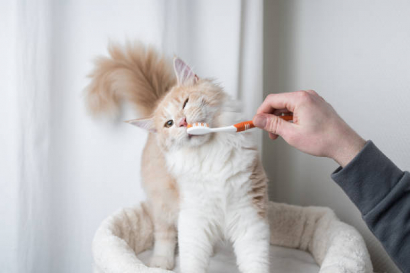 Limpeza de Tártaro em Gatos Amparo - Limpeza de Dentes de Gato