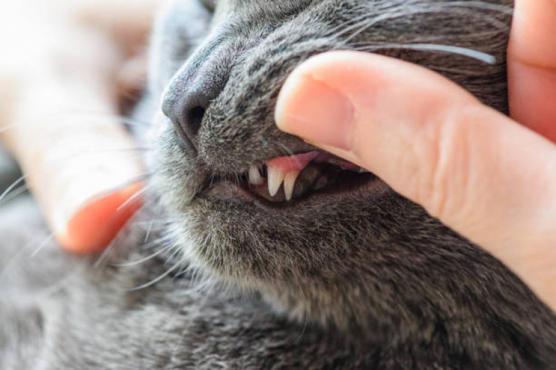 Limpeza de Tártaro Gatos Marcar Tietê - Limpeza Dente de Gato