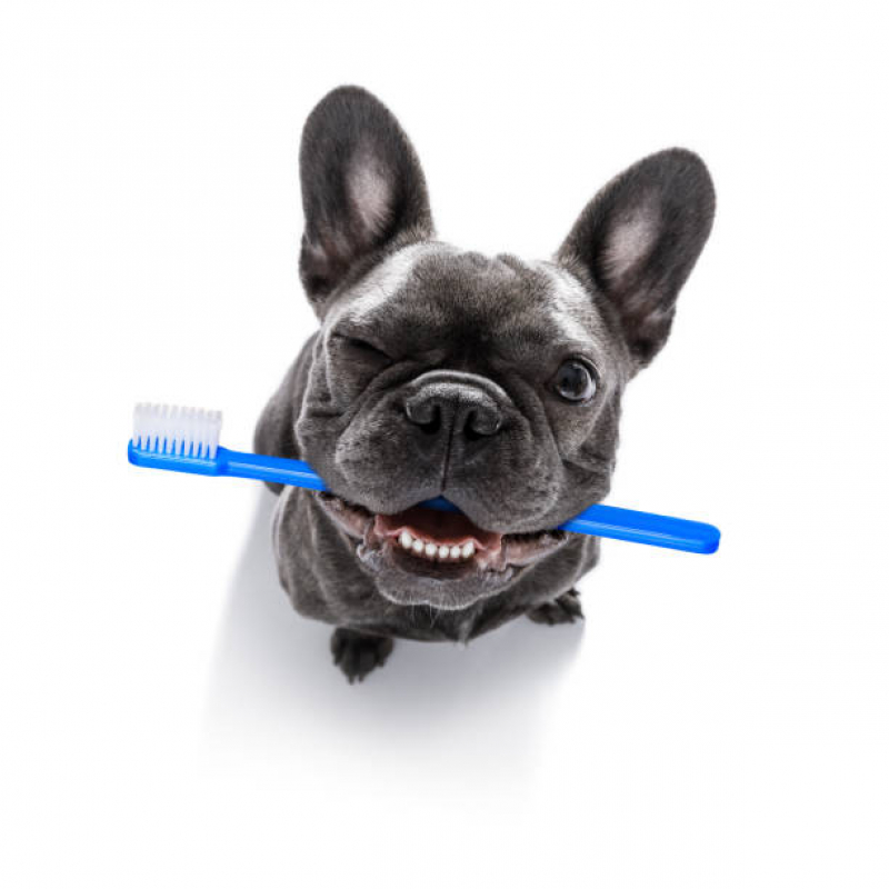 Limpeza Dente de Cachorro Marcar Dois Córregos - Limpeza dos Dentes do Cachorro