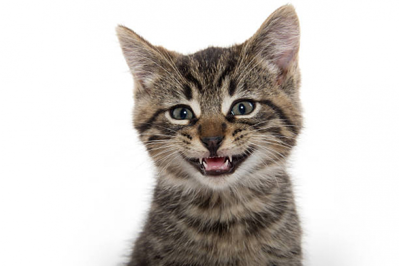 Limpeza Dente de Gato Marcar Centro - Limpeza Periodontal para Gatos