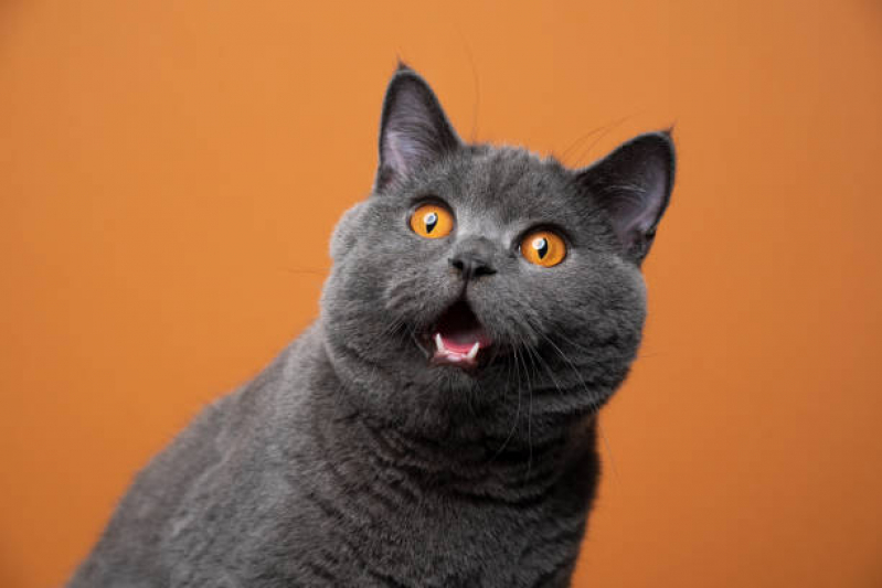Limpeza Dente de Gato Centro - Limpeza de Tártaro em Gatos
